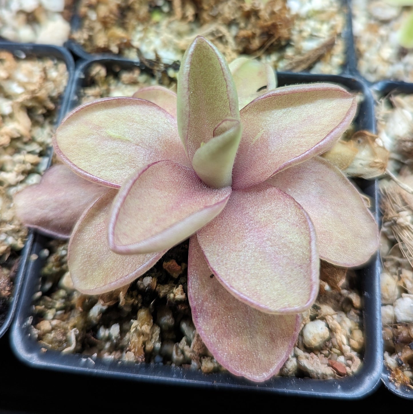 Pinguicula 'Razzberry Blonde' mexican butterwort, Butterwort, carnivorous plant, gnat eating plant, beginner plant, fungus gnat eating plant, easy to grow, ping, Mexican butterwort, ping plant