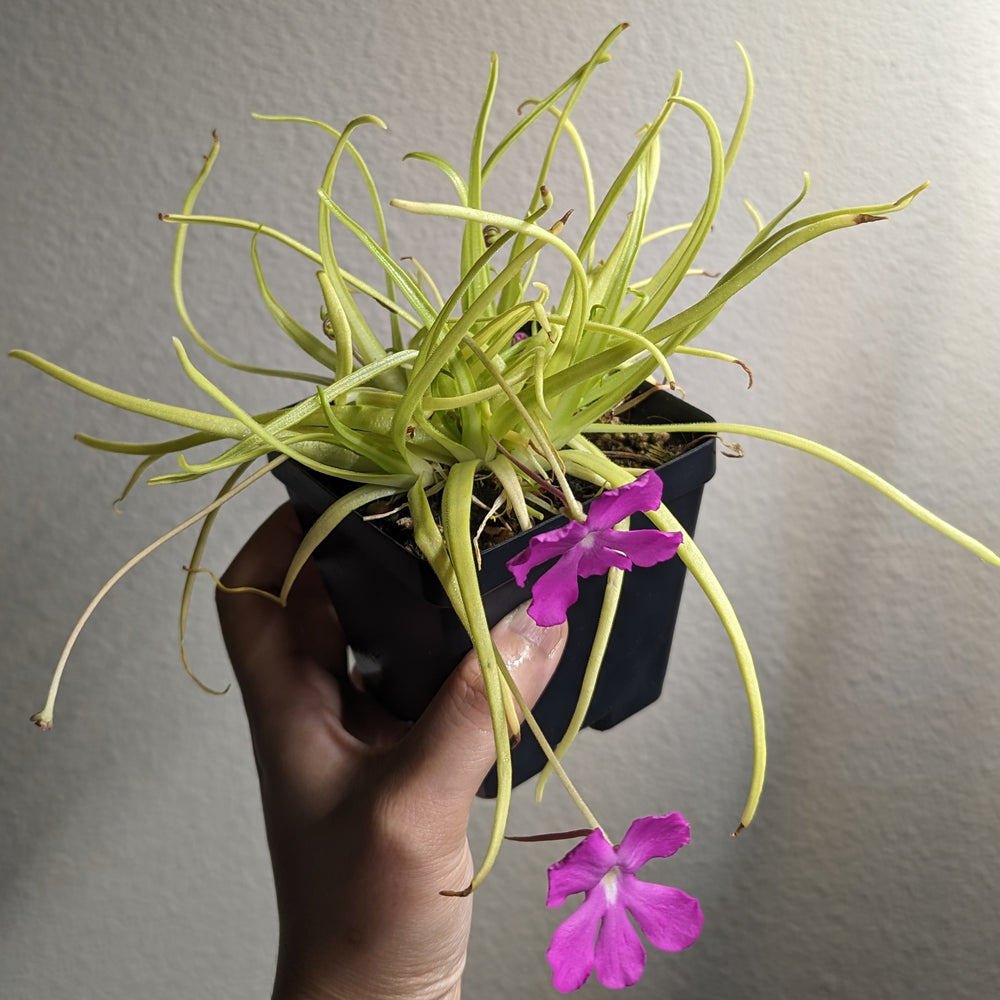 
                      
                        Pinguicula moctezumae Butterwort with purple flower, gnat eating carnivorous plant easy to grow
                      
                    