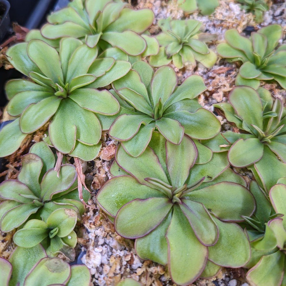 
                      
                        Pinguicula laueana CP2 x emarginata mexican butterwort, Butterwort, carnivorous plant, gnat eating plant, beginner plant, fungus gnat eating plant, easy to grow, ping, Mexican butterwort, ping plant.
                      
                    