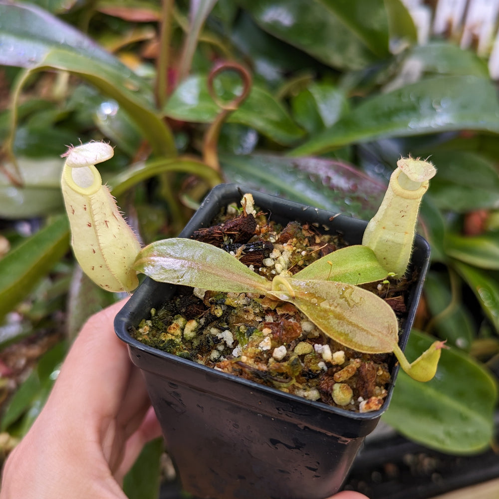 
                      
                        Nepenthes rafflesiana x ampullaria 'Black Miracle', CAR-0121, pitcher plant, carnivorous plant, collectors plant, large pitchers, rare plants 
                      
                    