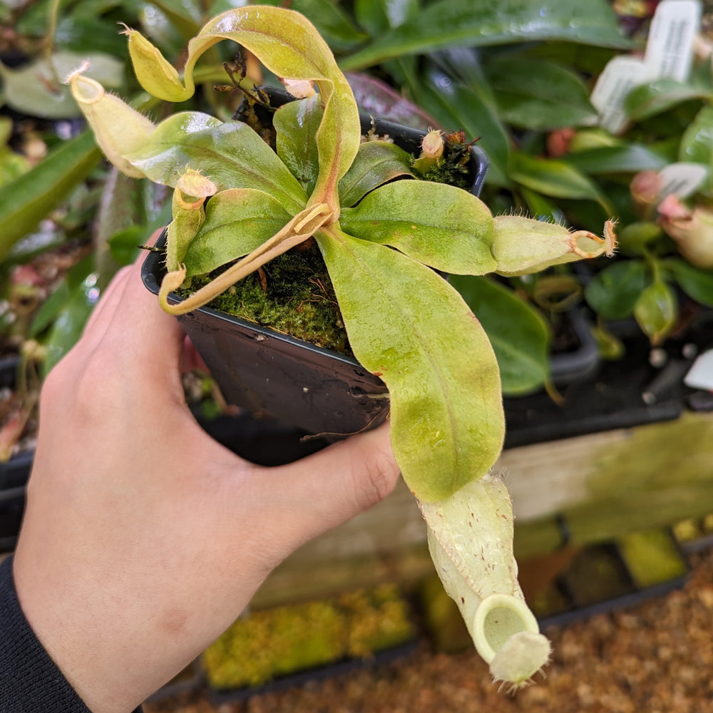 
                      
                        Nepenthes rafflesiana x ampullaria 'Black Miracle', CAR-0121, pitcher plant, carnivorous plant, collectors plant, large pitchers, rare plants 
                      
                    