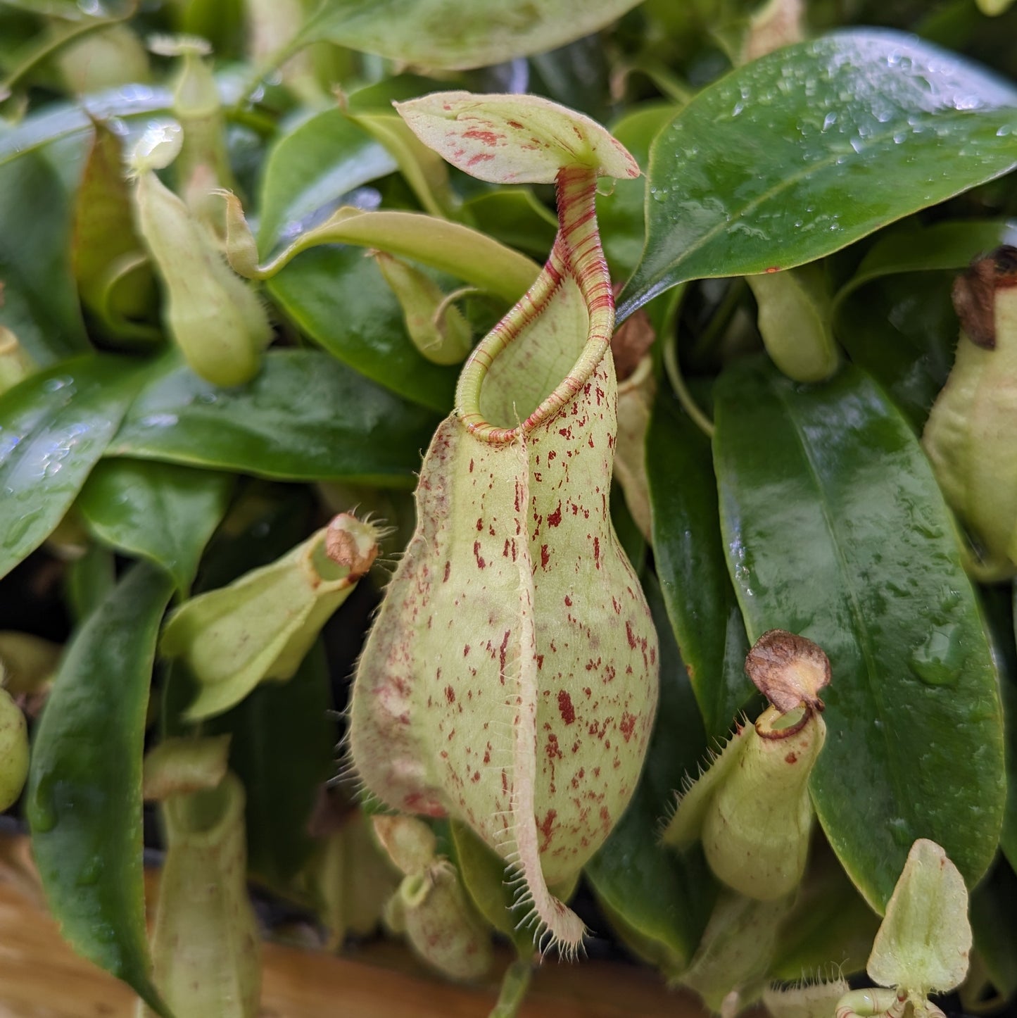 Nepenthes rafflesiana (JB x 'Thick Lip'), CAR-0368