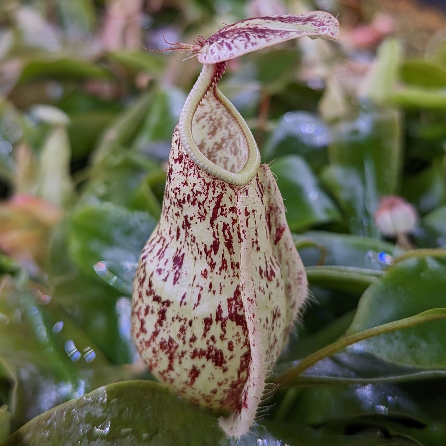 Nepenthes rafflesiana (JB x 'Thick Lip'), CAR-0368