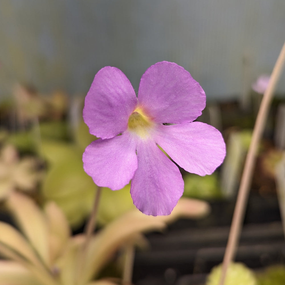 
                      
                        Pinguicula 'Aphrodite' Butterwort Tissue Culture Flask
                      
                    