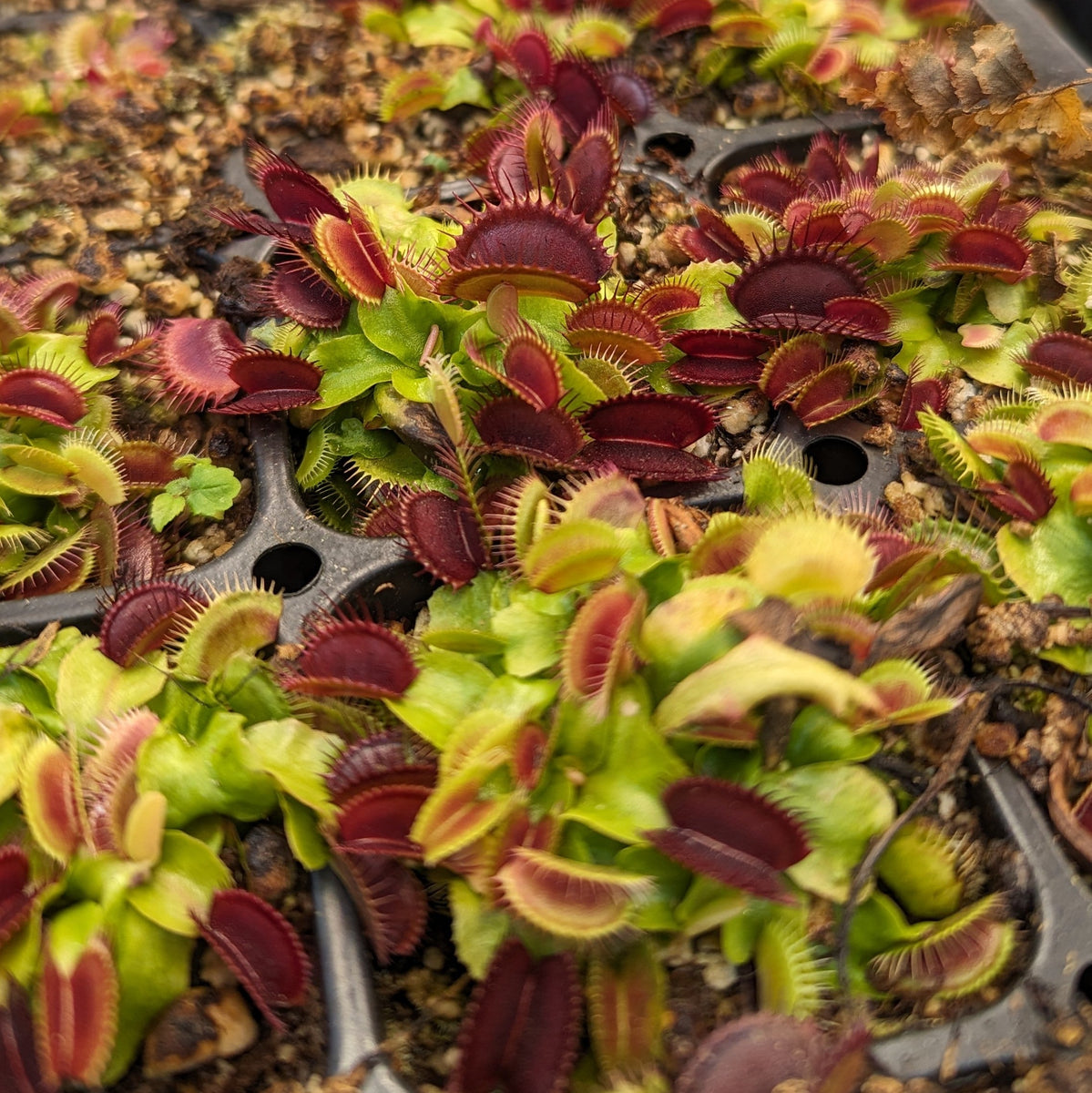 Venus Flytrap- Dionaea muscipula 