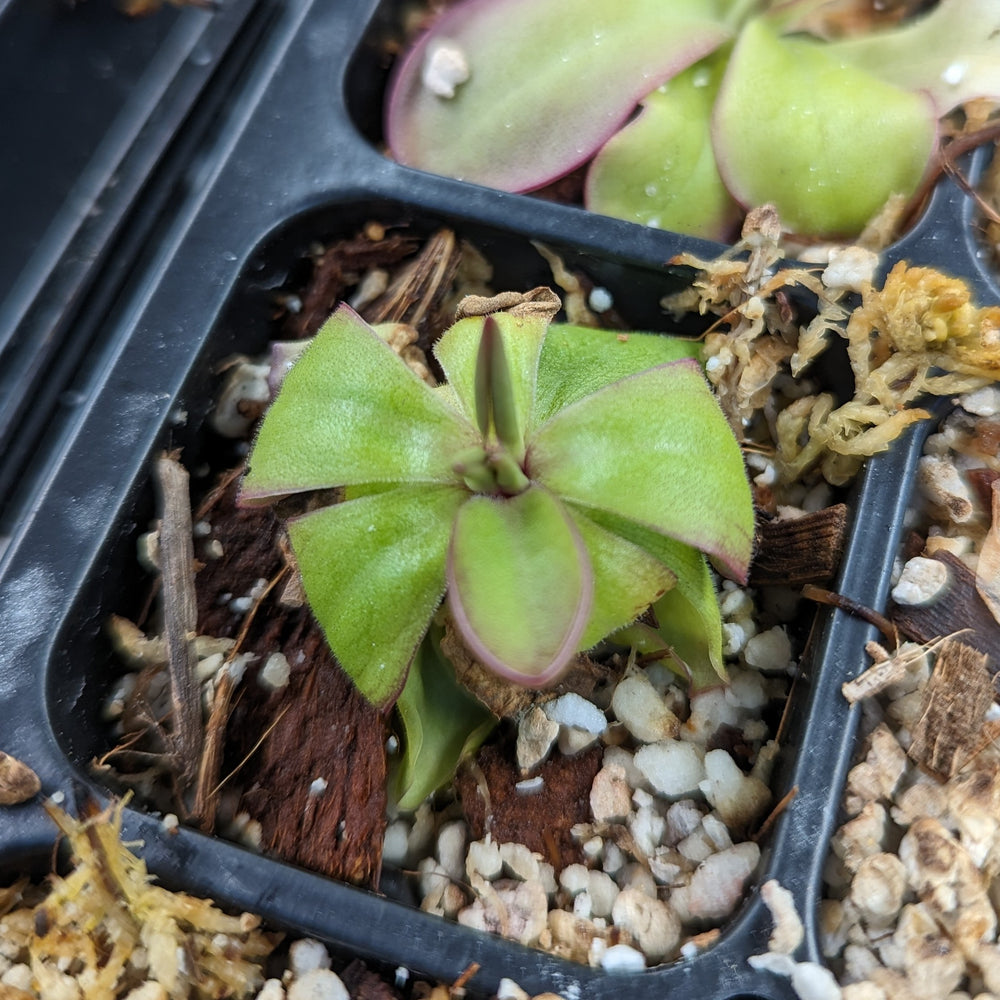 
                      
                        Pinguicula laueana CP3 Butterwort
                      
                    