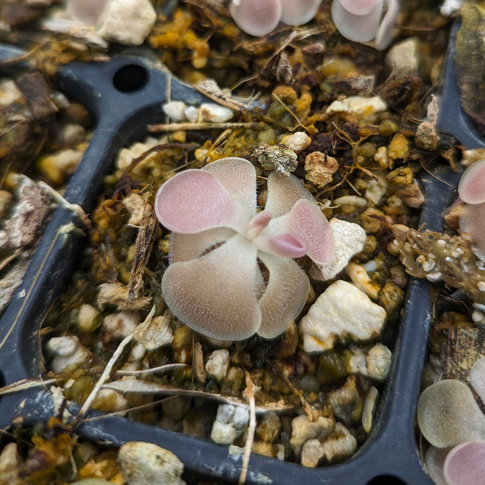 
                      
                        Pinguicula 'Weser' Butterwort
                      
                    