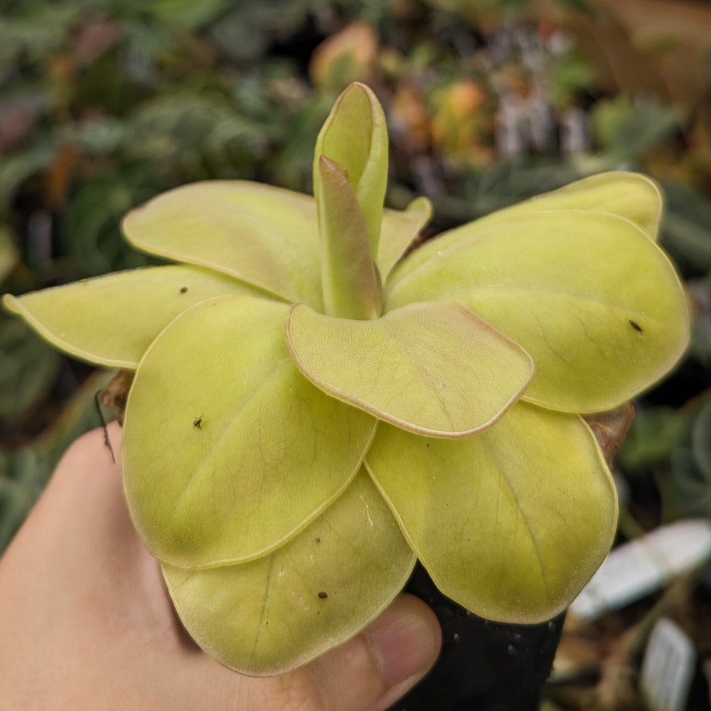 
                      
                         Pinguicula moranensis 'superba' butterwort, Butterwort, carnivorous plant, gnat eating plant, beginner plant, fungus gnat eating plant, easy to grow, ping, Mexican butterwort, ping plant.
                      
                    