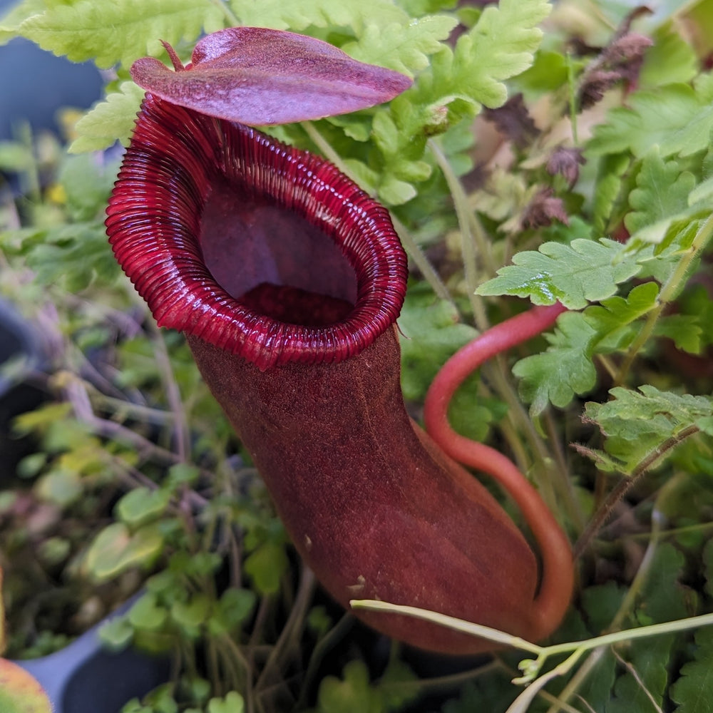 
                      
                        Nepenthes 'Briggsiana', ventricosa x lowii pitcher, Pitcher plant, carnivorous plant, collectors plant, pitchers, rare nepenthes, terrarium plant, easy to grow nepenthes, beginner nepenthes, beginner pitcher plants, nepenthes.
                      
                    