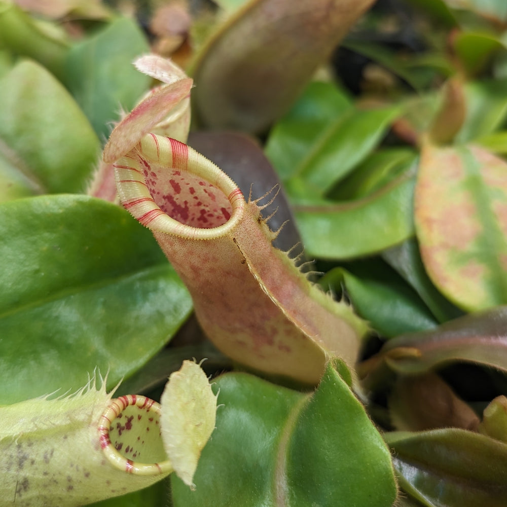 
                      
                        Nepenthes veitchii LL x (sumatrana x platychila), CAR-0251, pitcher plant, carnivorous plant, collectors plant, large pitchers, rare plants
                      
                    