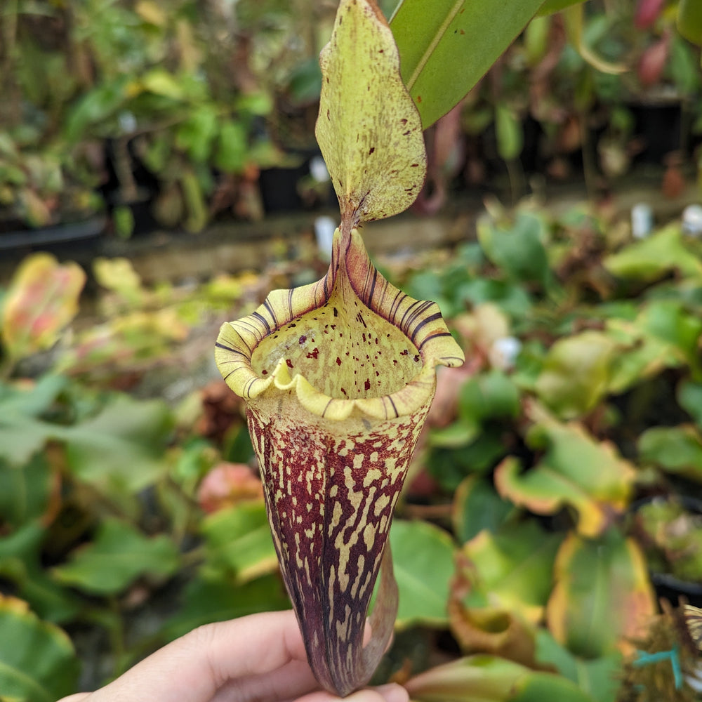 Nepenthes (maxima x campanulata) x platychila "white", CAR-0089