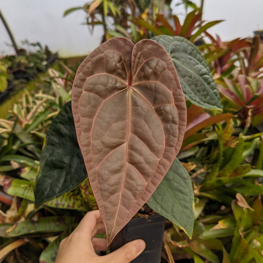 
                      
                        Anthurium forgetii 'Silver' x luxurians, CAR-0344
                      
                    