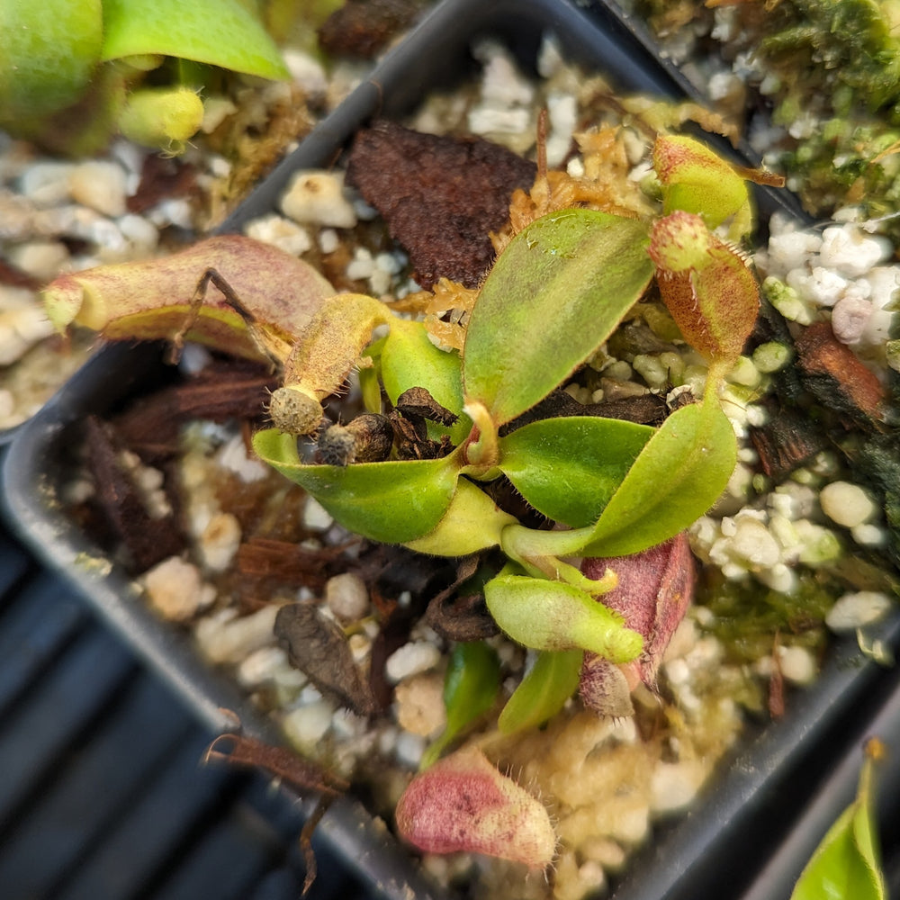 
                      
                        Nepenthes [(lowii x veitchii) x boschiana] "Red Ruffled" x (truncata x ovata), CAR-0398
                      
                    