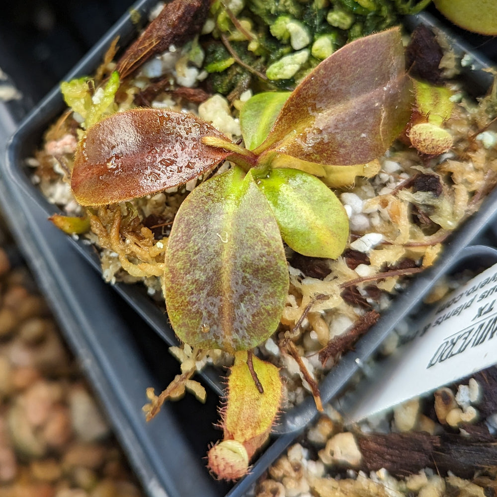 
                      
                        Nepenthes [(lowii x veitchii) x boschiana] "Red Ruffled" x (truncata x ovata), CAR-0398
                      
                    