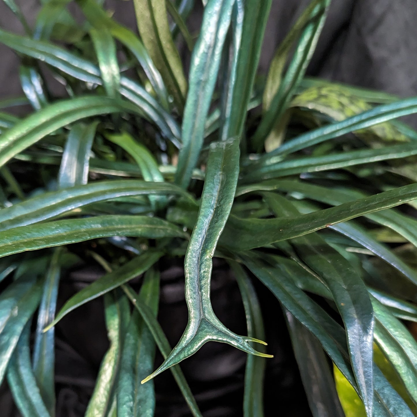 Microsorum thailandicum, Blue Oil Fern