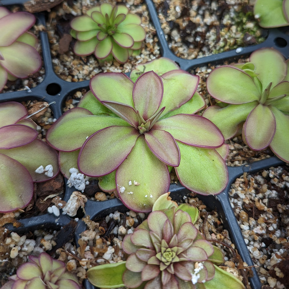 
                      
                        Pinguicula laueana CP2 x emarginata mexican butterwort, Butterwort, carnivorous plant, gnat eating plant, beginner plant, fungus gnat eating plant, easy to grow, ping, Mexican butterwort, ping plant.
                      
                    