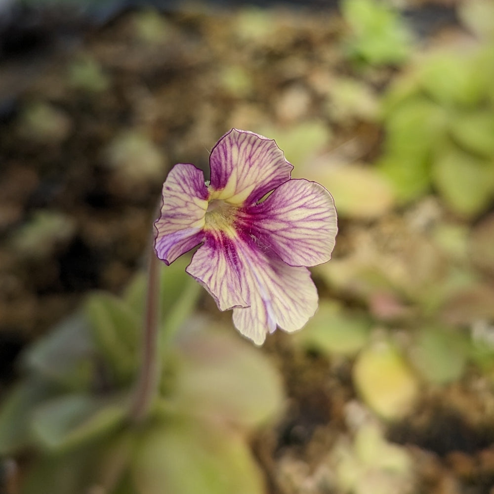 
                      
                        Pinguicula 'Razzberry Blonde' mexican butterwort, Butterwort, carnivorous plant, gnat eating plant, beginner plant, fungus gnat eating plant, easy to grow, ping, Mexican butterwort, ping plant
                      
                    