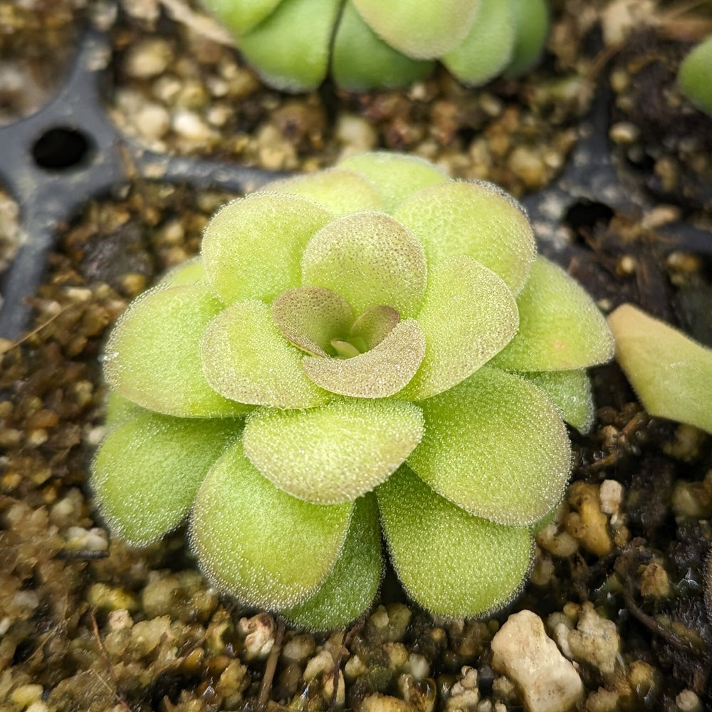 
                      
                        Pinguicula 'martinezii mexican butterwort, Butterwort, carnivorous plant, gnat eating plant, beginner plant, fungus gnat eating plant, easy to grow, ping, Mexican butterwort, ping plant.
                      
                    