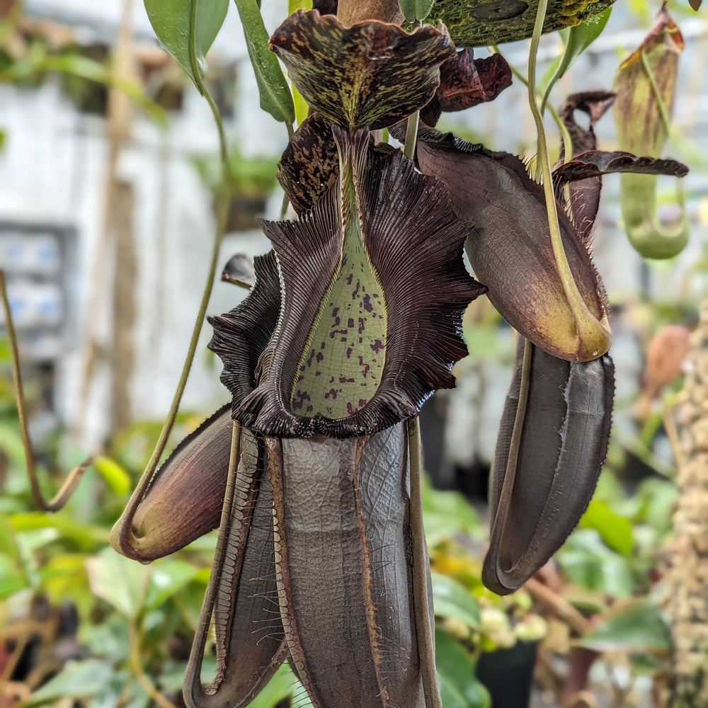 
                      
                        Nepenthes naga, seed-grown, CAR-0460
                      
                    