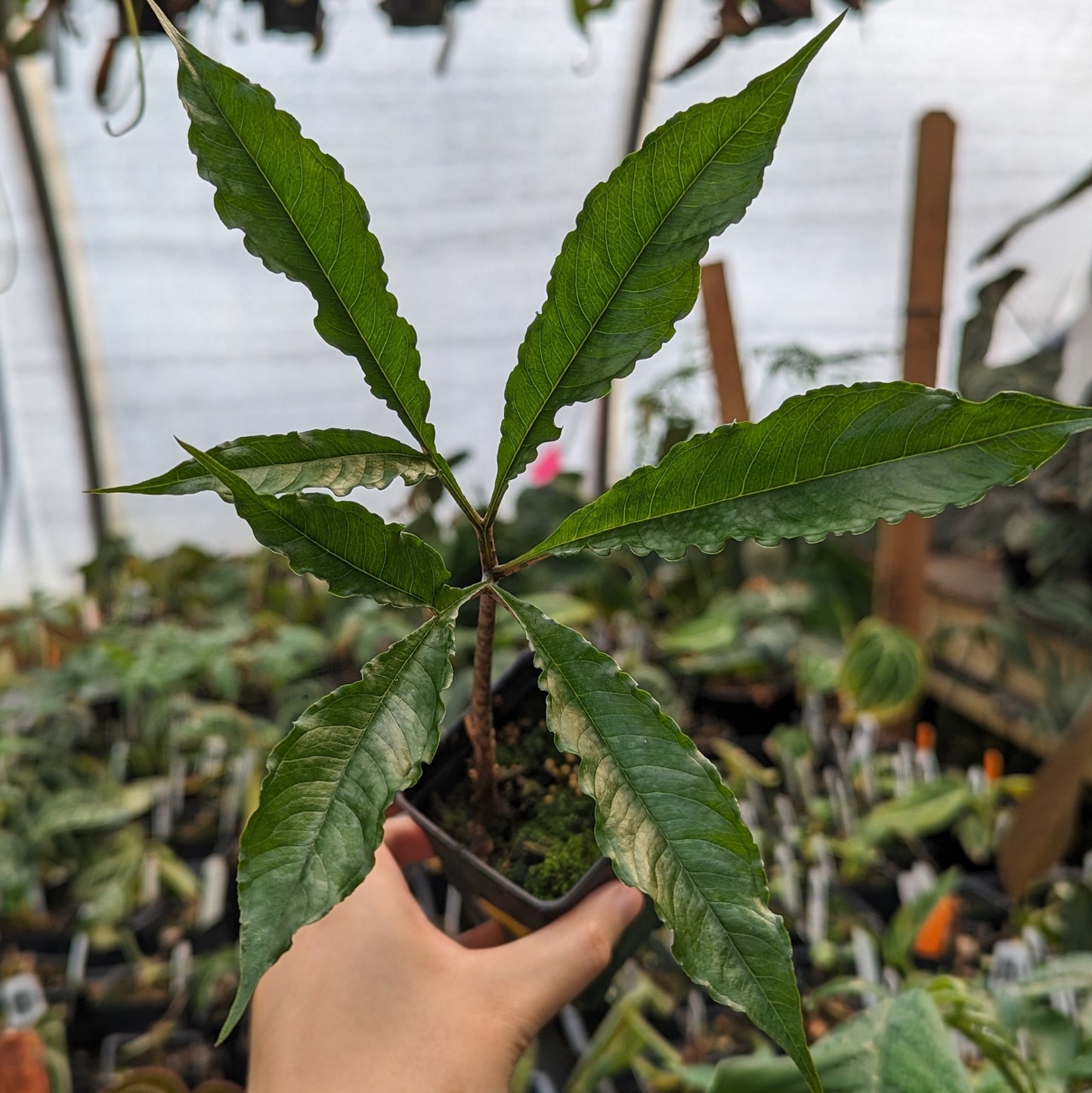 Amorphophallus costatus, Voodoo Lily