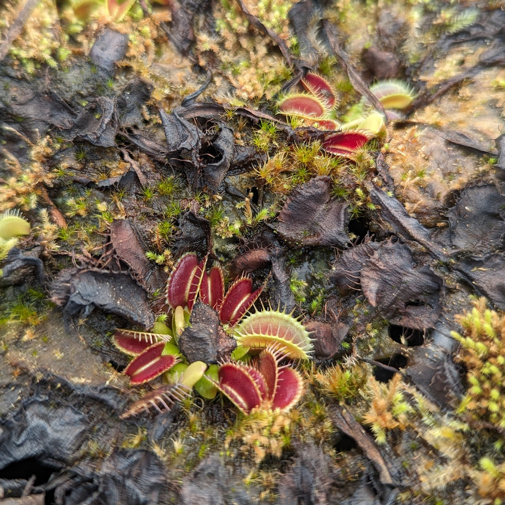 
                      
                        Venus Flytrap "King Henry" (Dionaea muscipula) Wholesale
                      
                    