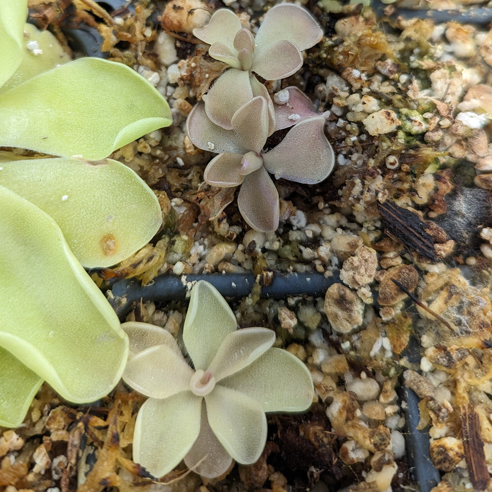 
                      
                        Pinguicula 'Pirouette' Butterwort Wholesale
                      
                    