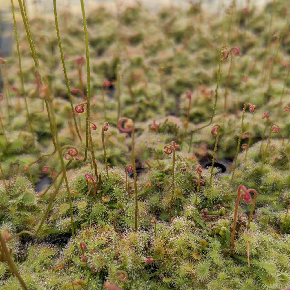 
                      
                        Drosera spatulata sundew
                      
                    