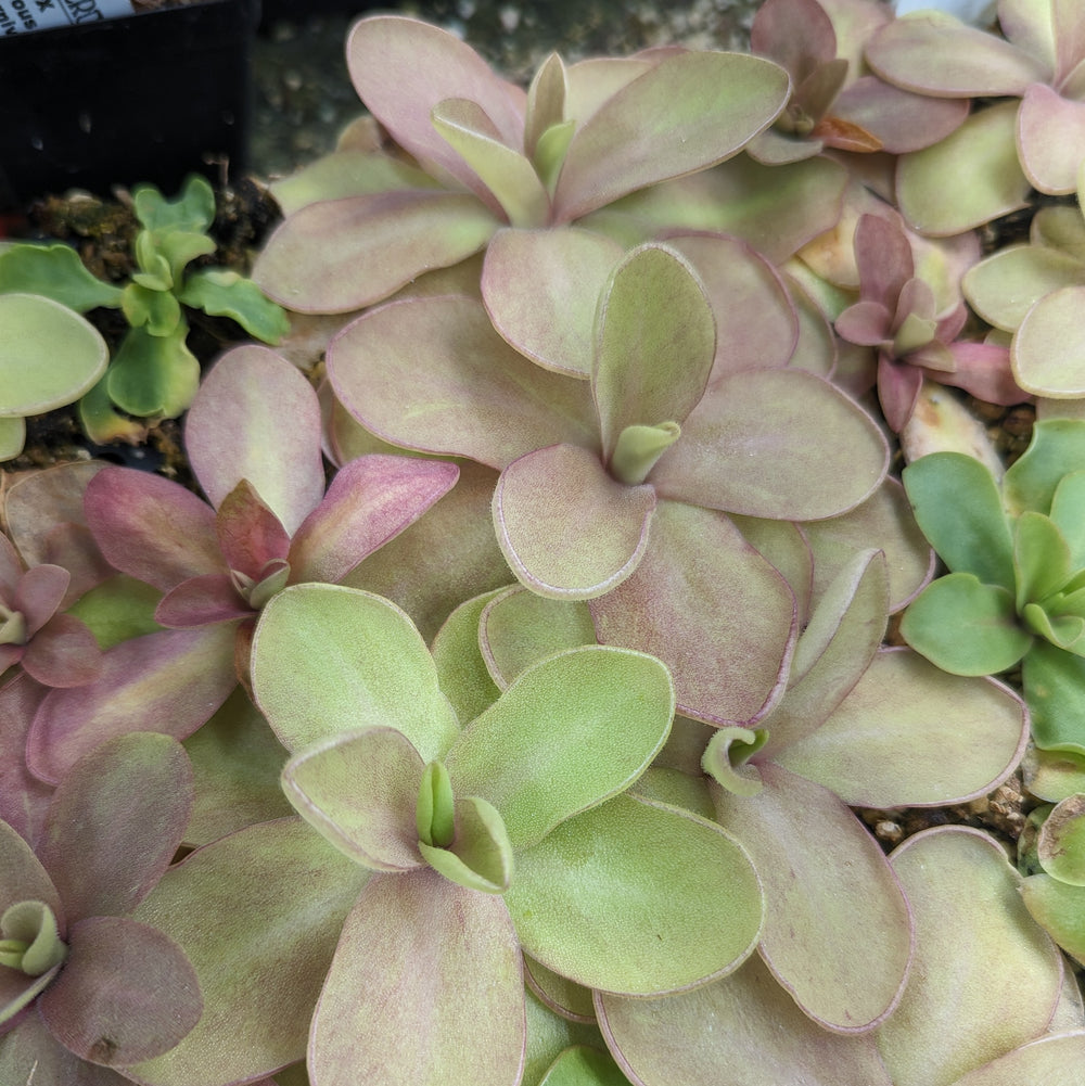 Pinguicula 'Razzberry Blonde' mexican butterwort, Butterwort, carnivorous plant, gnat eating plant, beginner plant, fungus gnat eating plant, easy to grow, ping, Mexican butterwort, ping plant