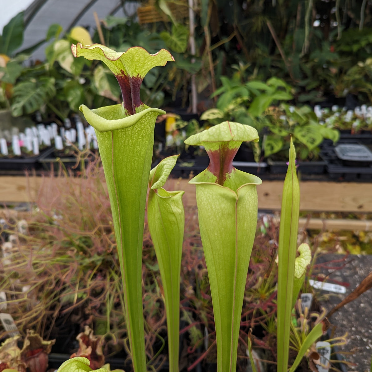 Sarracenia ( x 'Leah Wilkerson' ) x ( x 'Adrian Slack' ) – Carnivero