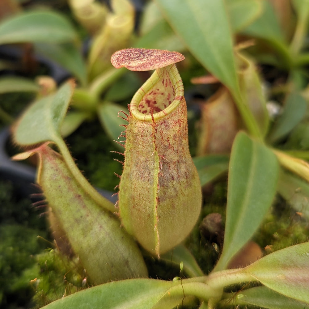 
                      
                        Nepenthes eymae EP x veitchii Cobra, CAR-0336
                      
                    