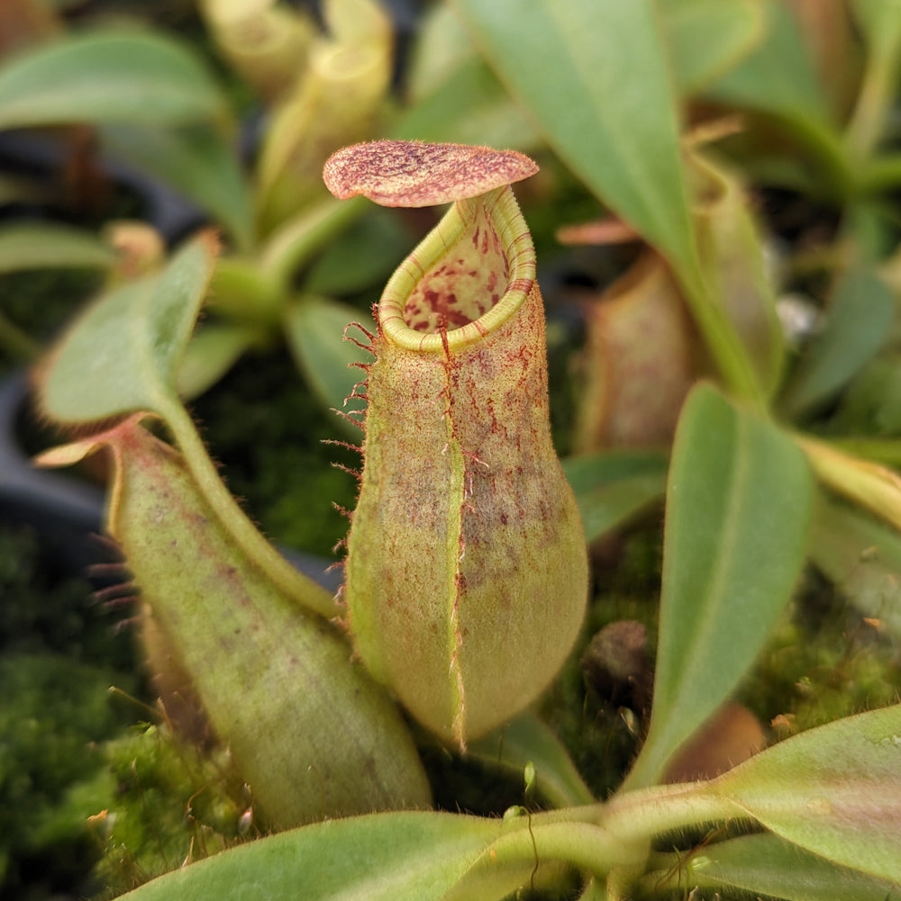 Nepenthes eymae EP x veitchii Cobra, CAR-0336