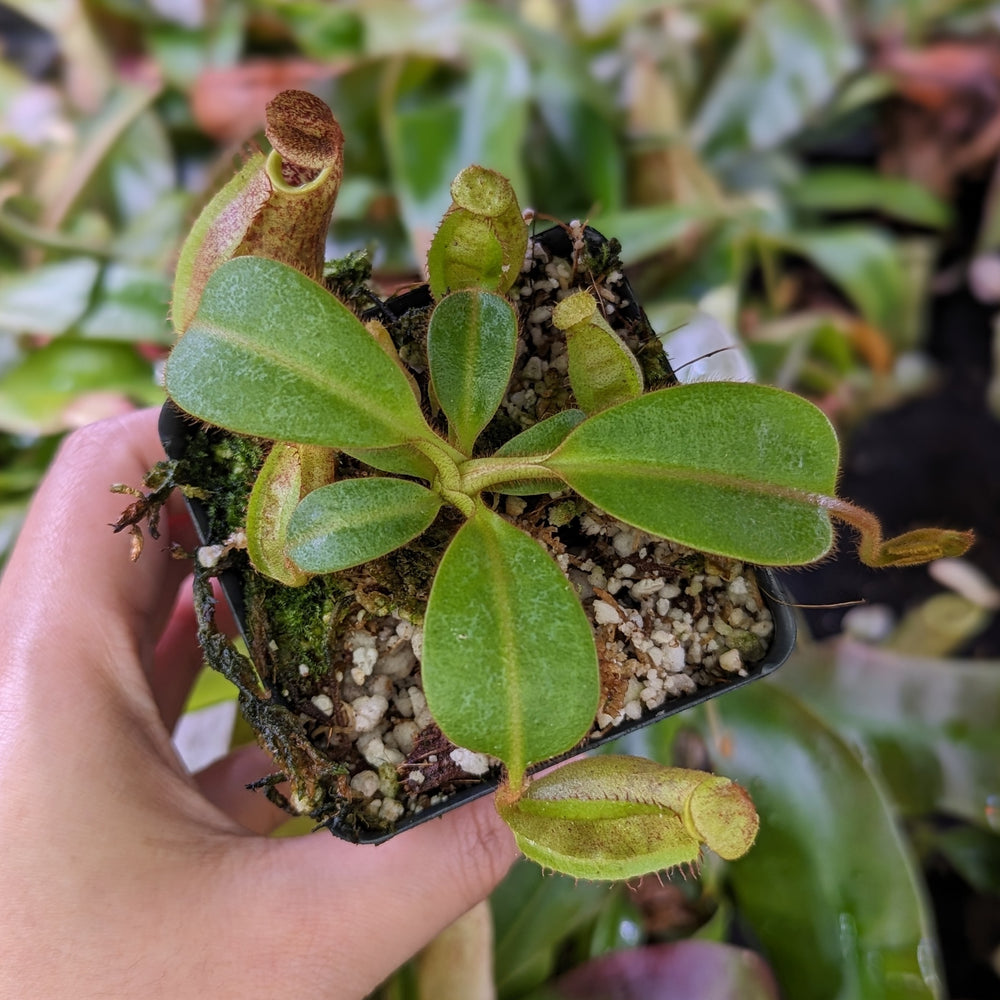 
                      
                        Nepenthes eymae EP x veitchii Cobra, CAR-0336
                      
                    