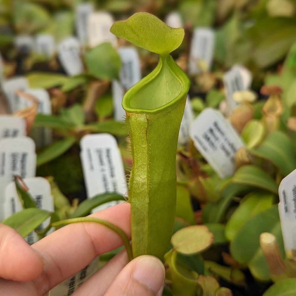 Nepenthes (maxima x campanulata) x [(lowii x veitchii) x campanulata], CAR-0339