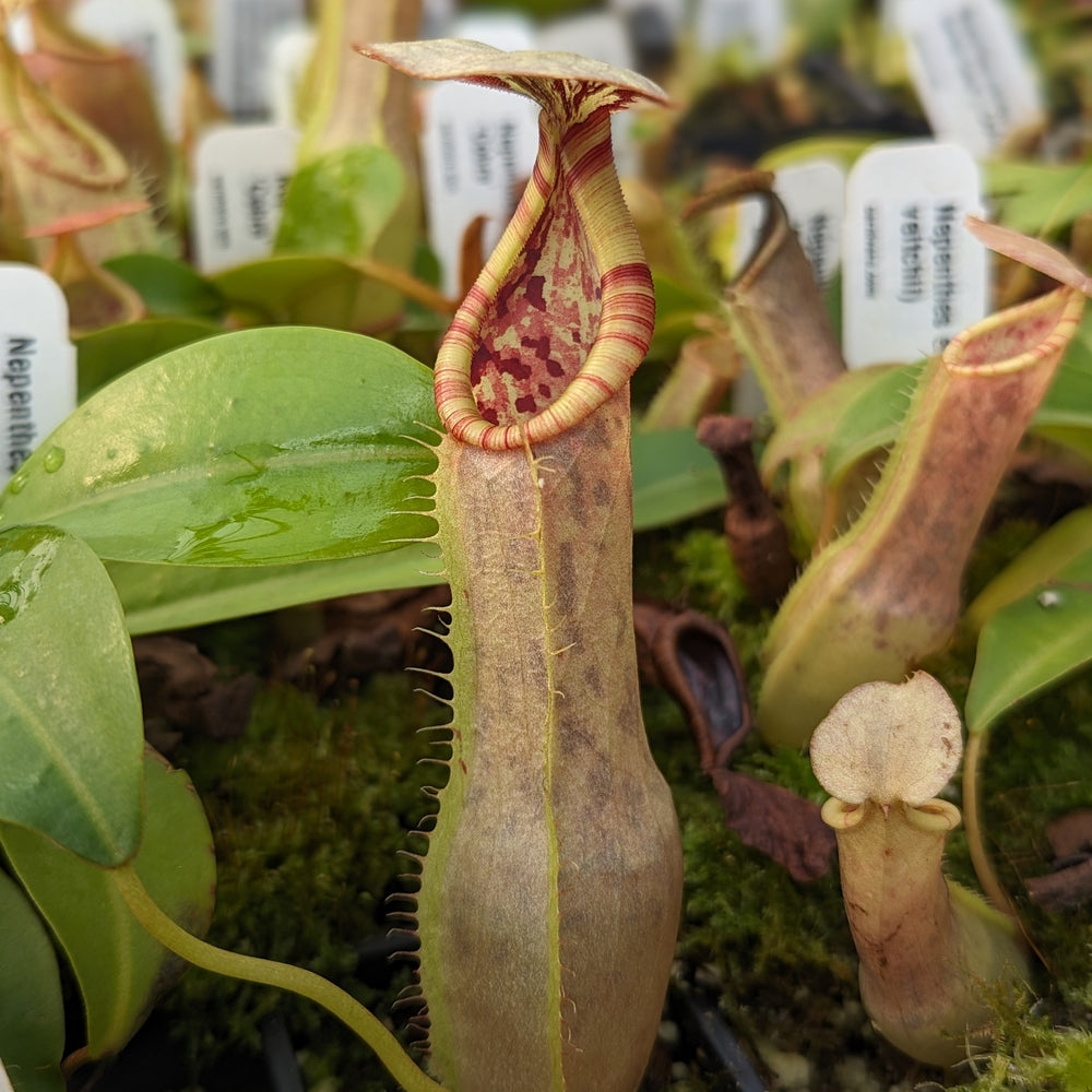 
                      
                        Nepenthes eustachya x (northiana x veitchii), CAR-0338
                      
                    