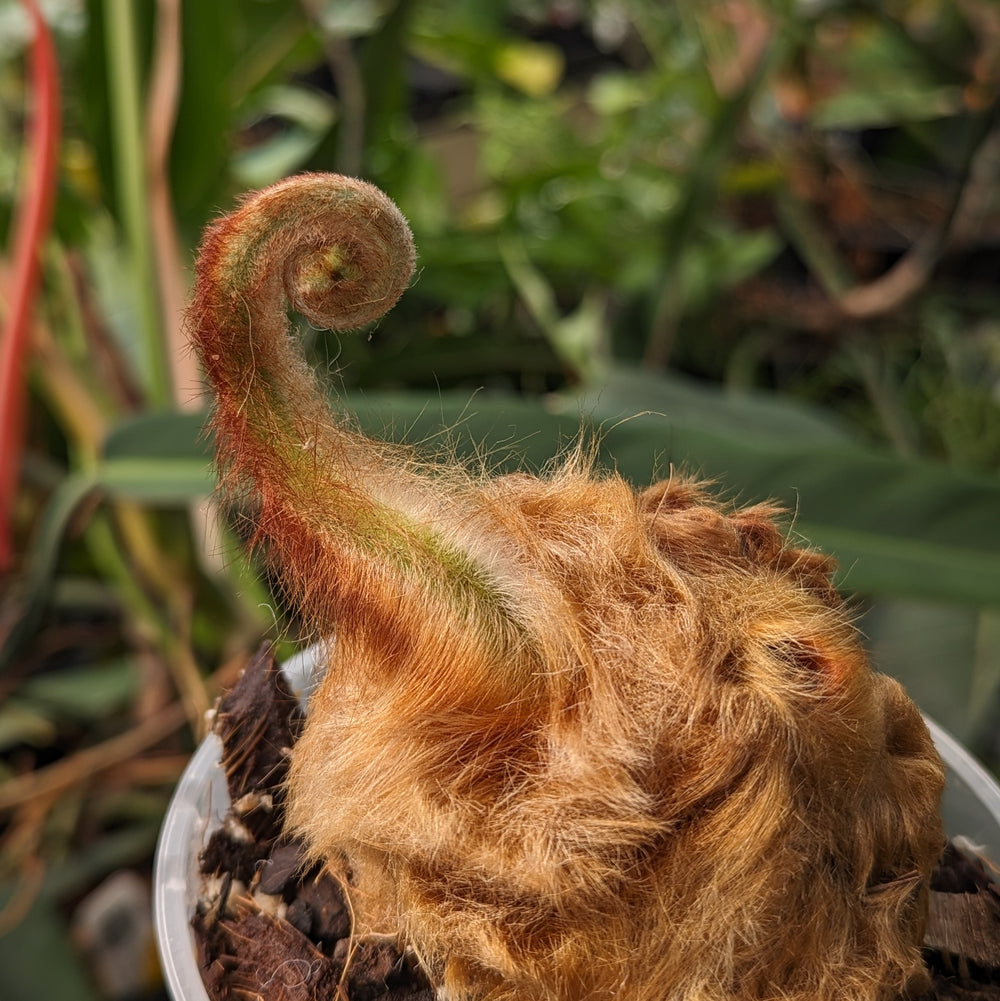 Cibotium barometz, Golden Chicken Fern, Woolly Fern