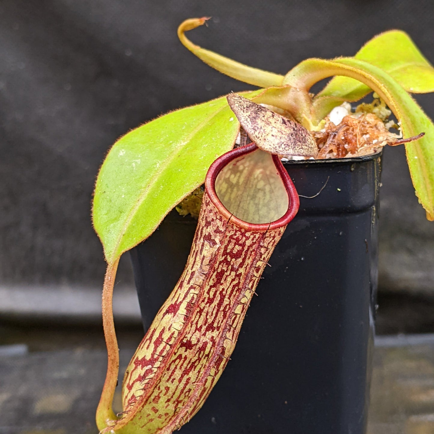 Nepenthes adnata x platychila, CAR-0320