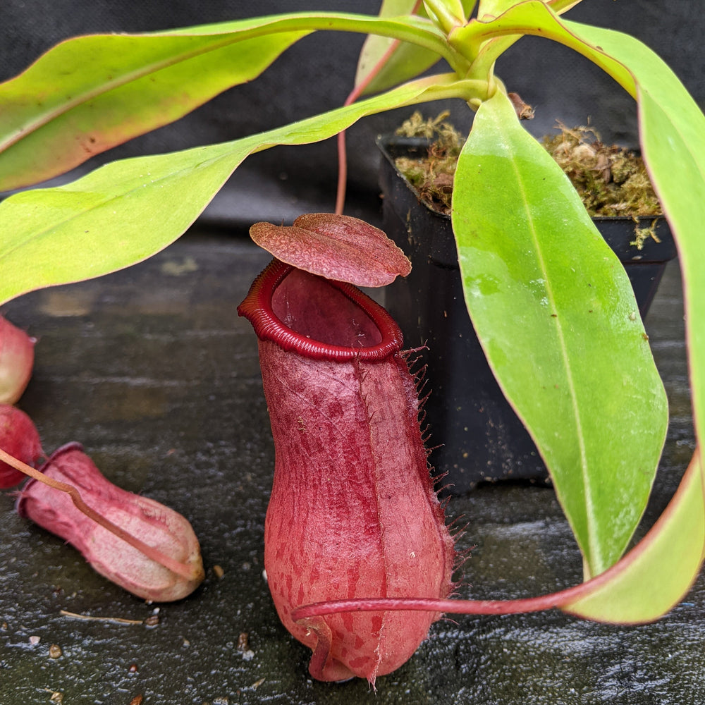 Nepenthes alata x (ventricosa x sibuyanensis), CAR-0321