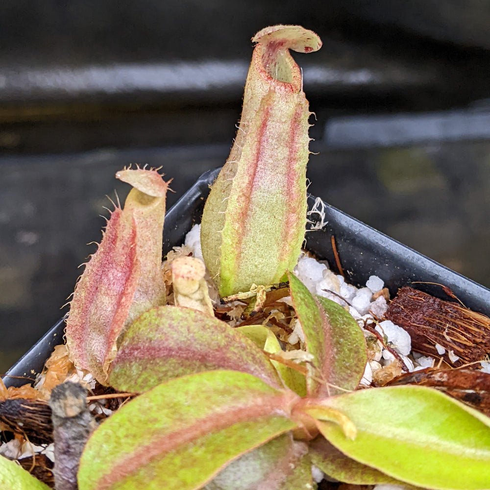 Nepenthes [(viking x ampullaria) x northiana] x veitchii (Murud x Candy) -Striped, CAR-0285