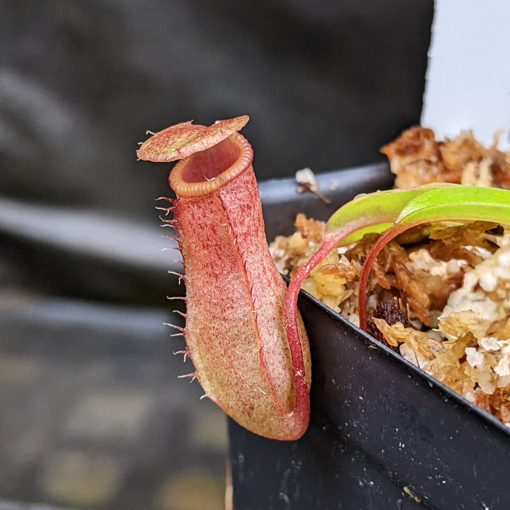 Nepenthes ventricosa JB x (sibuyanensis x ventricosa) BE, CAR-0322, pitcher plant, carnivorous plant, collectors plant, large pitchers, rare plants 