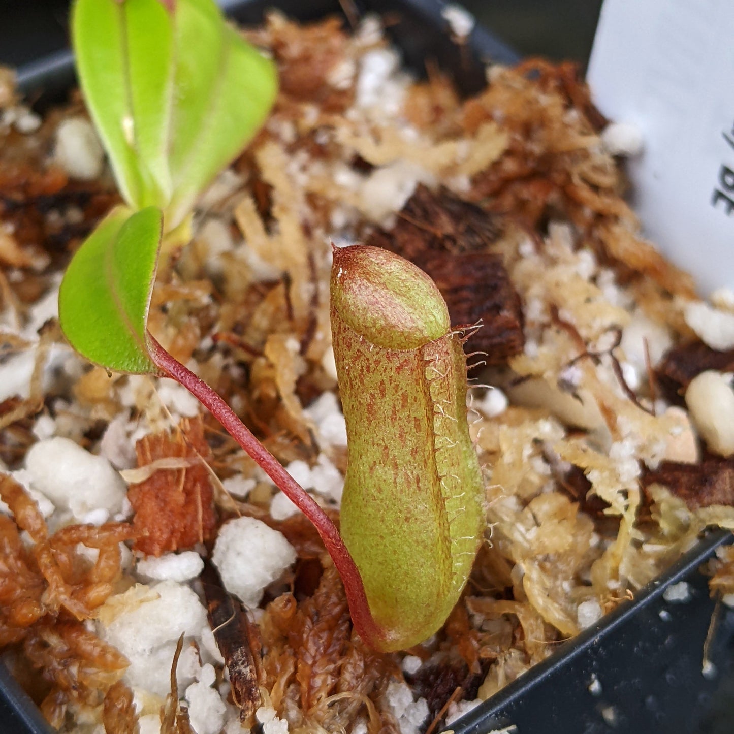 Nepenthes ventricosa JB x (sibuyanensis x ventricosa) BE, CAR-0322, pitcher plant, carnivorous plant, collectors plant, large pitchers, rare plants 