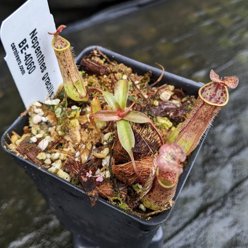 
                      
                        Nepenthes gracilis, BE-4060
                      
                    