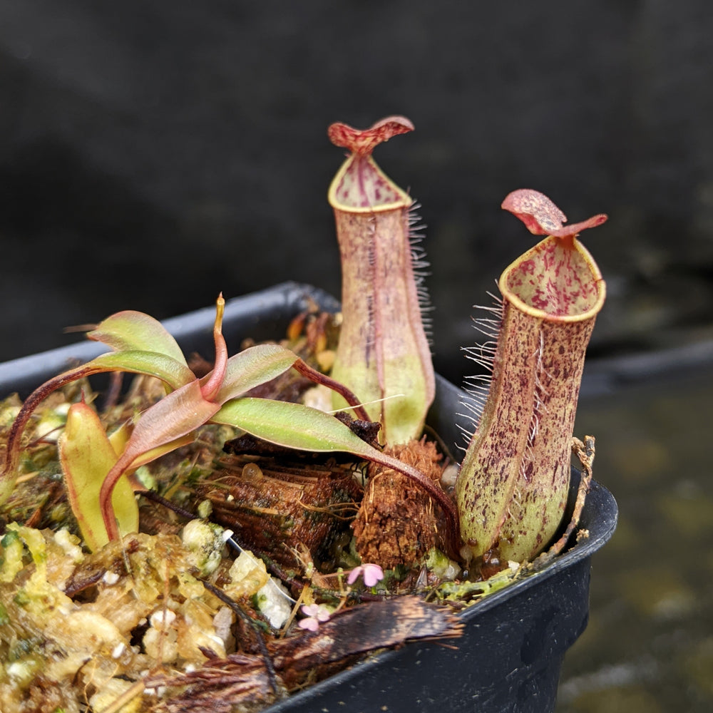 
                      
                        Nepenthes gracilis, BE-4060
                      
                    