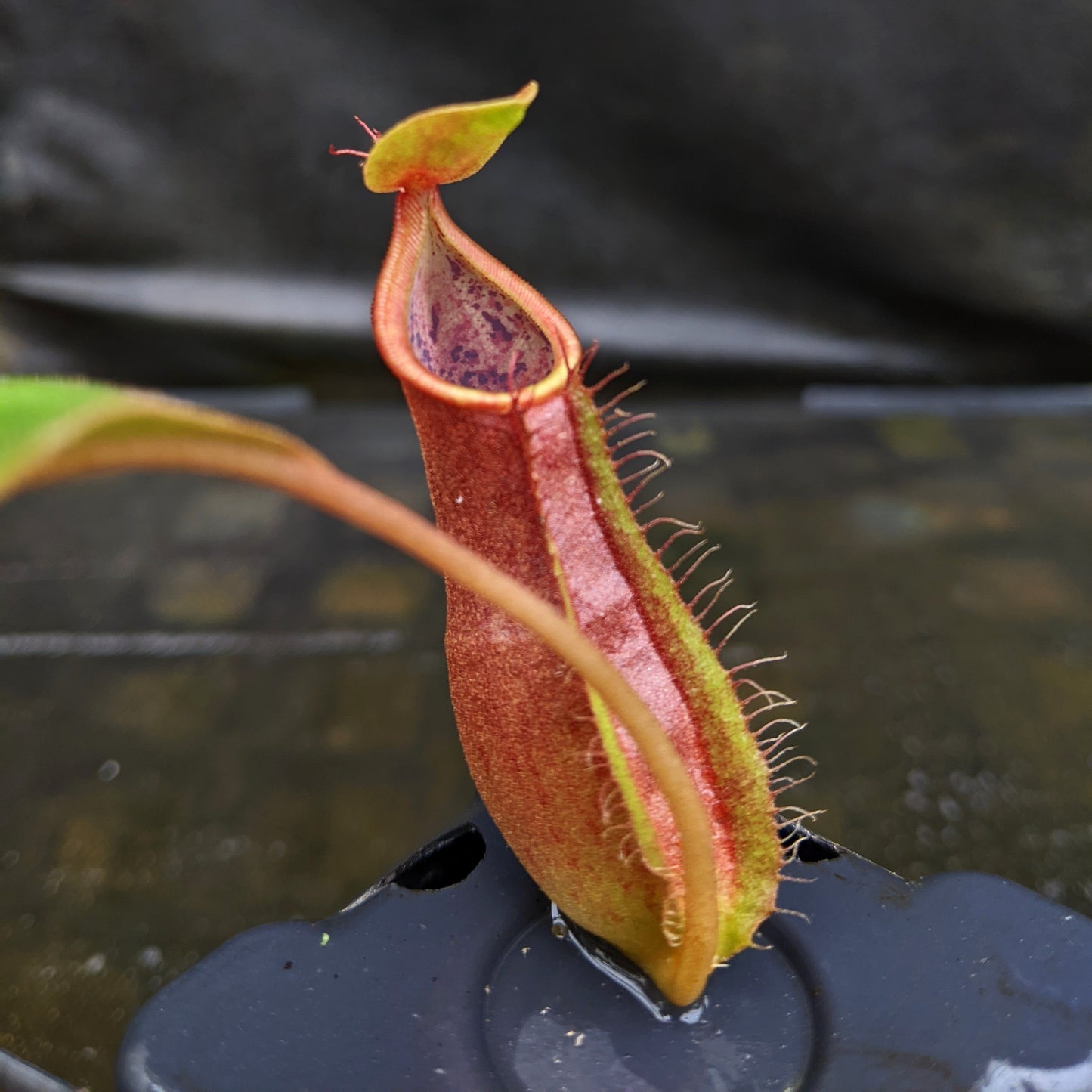 Nepenthes smilesii Dalata x adrianii, CAR-0324, pitcher plant, carnivorous plant, collectors plant, large pitchers, rare plants