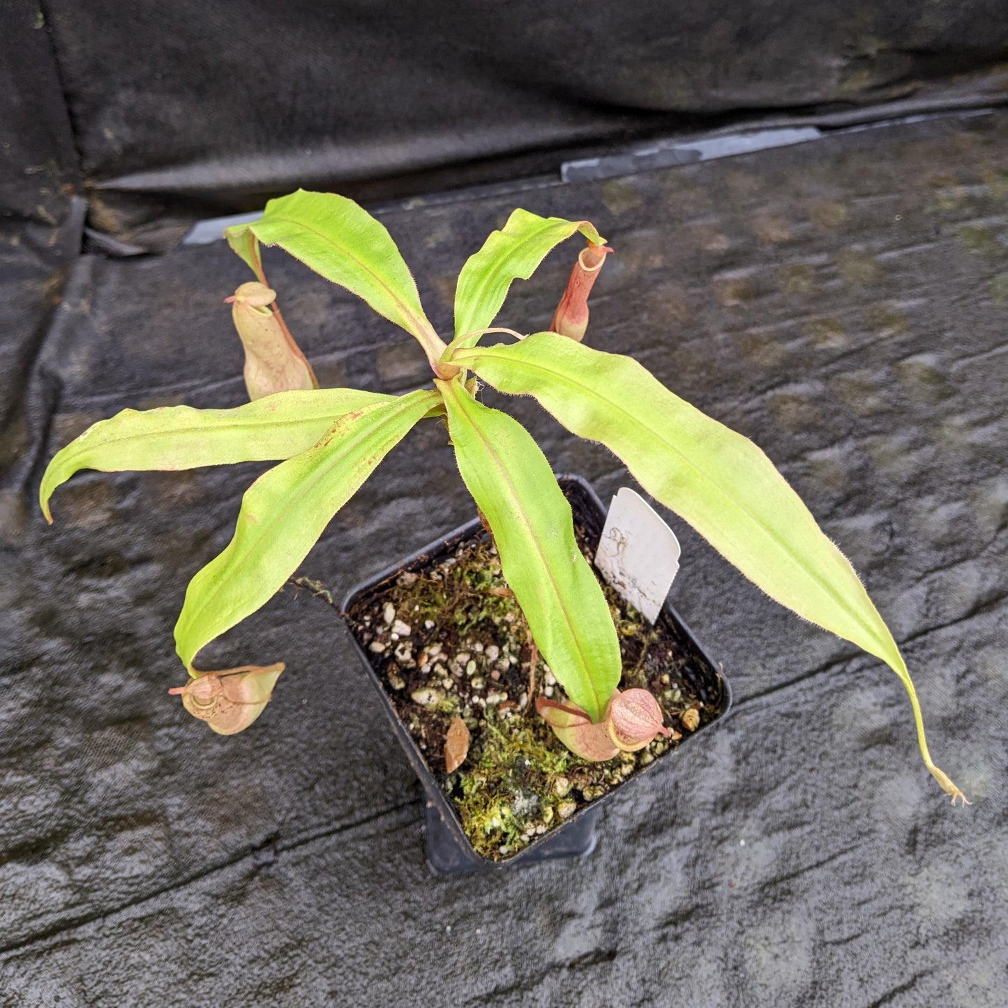 Nepenthes "Moonpalm"