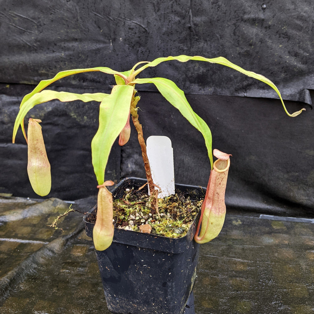 Nepenthes 