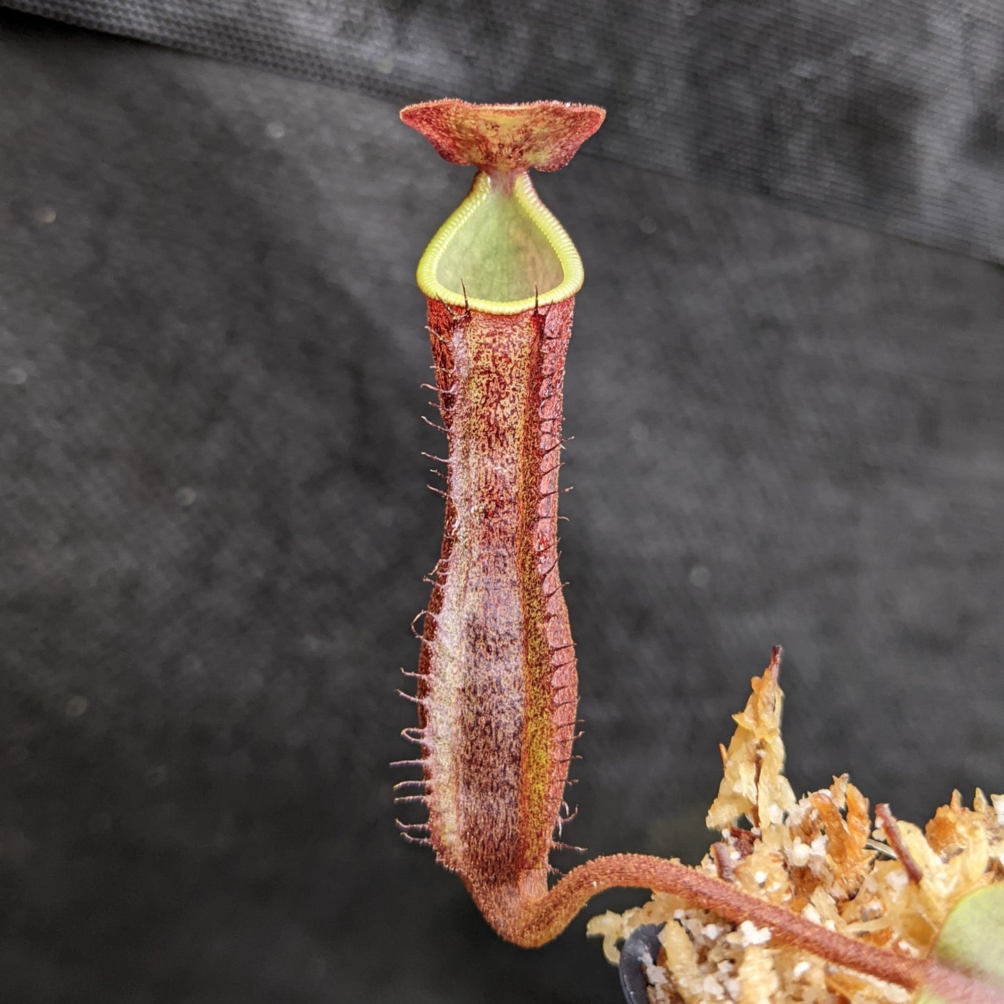 Nepenthes [(lowii x veitchii) x boschiana] 'Red Ruffled' x (sumatrana x platychila), CAR-0326