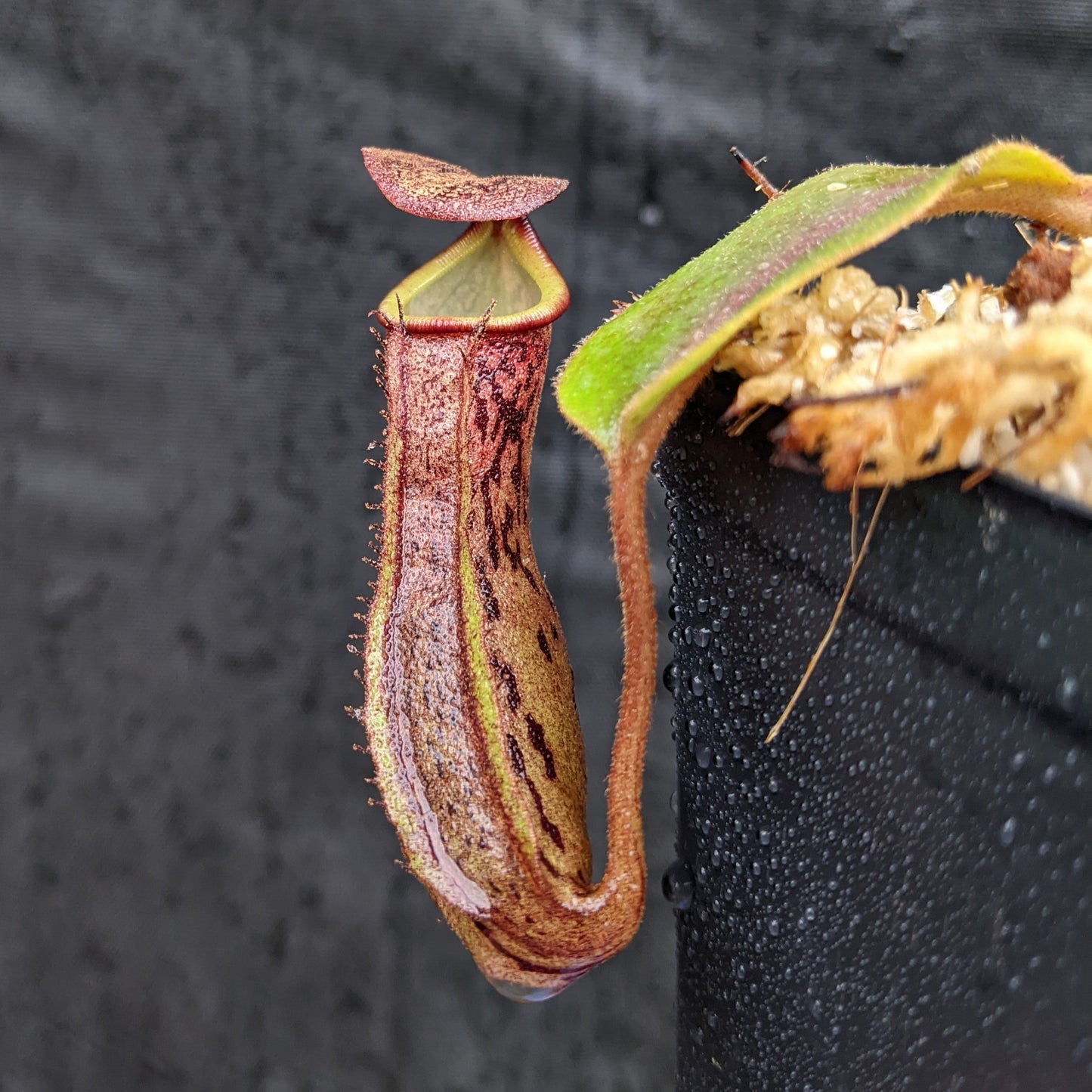 Nepenthes [(lowii x veitchii) x boschiana] 'Red Ruffled' x (sumatrana x platychila), CAR-0326