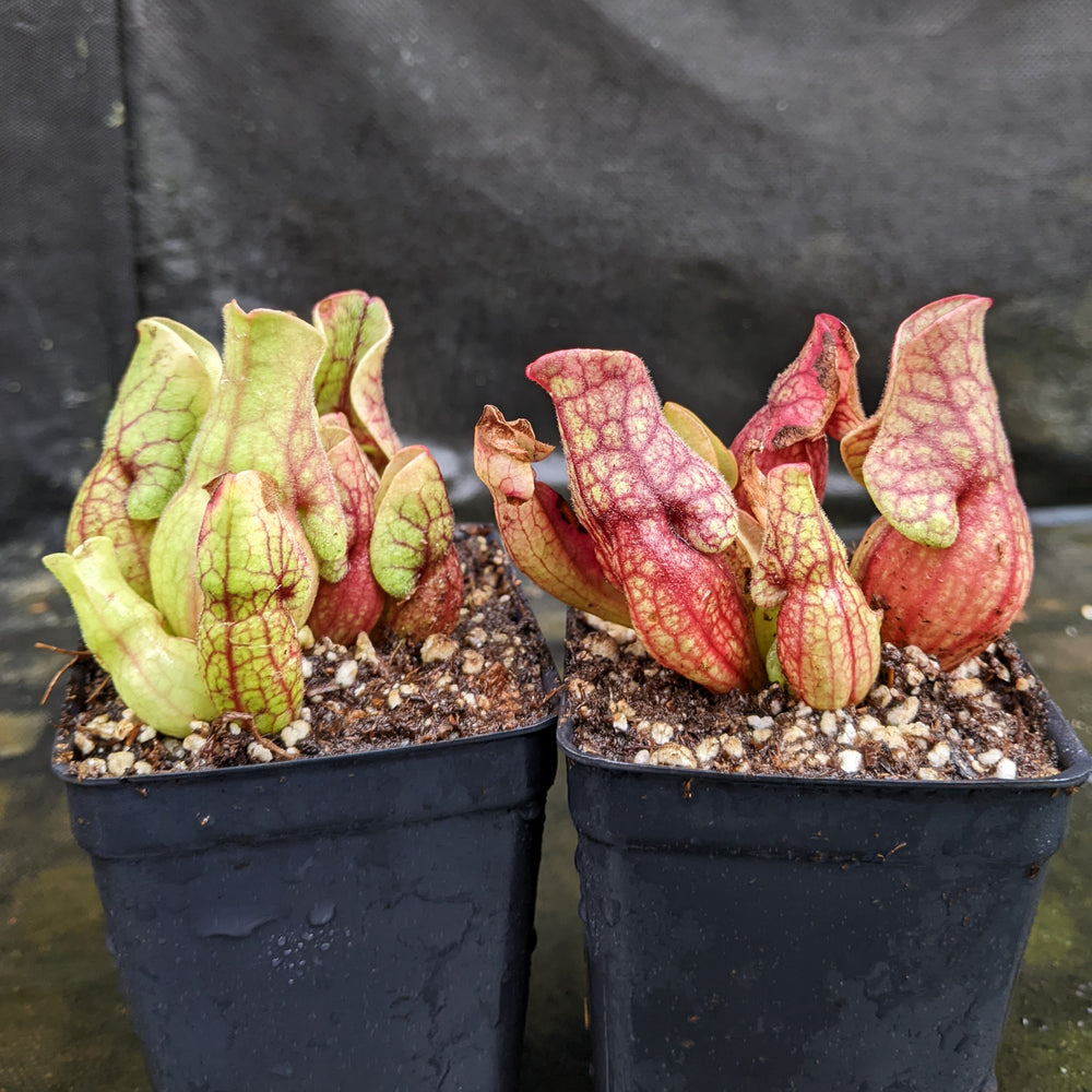 
                      
                        Sarracenia purpurea ssp. venosa "Red"
                      
                    