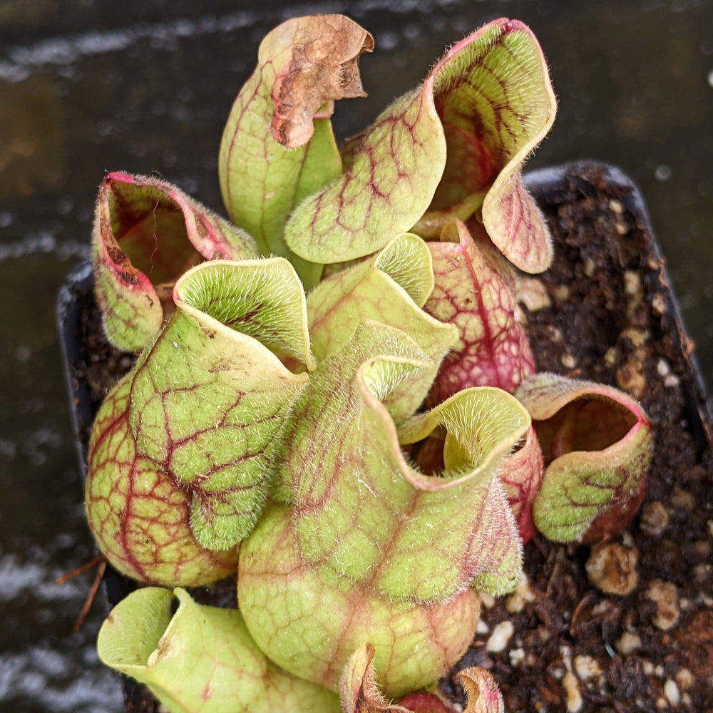 
                      
                        Sarracenia purpurea ssp. venosa "Red"
                      
                    