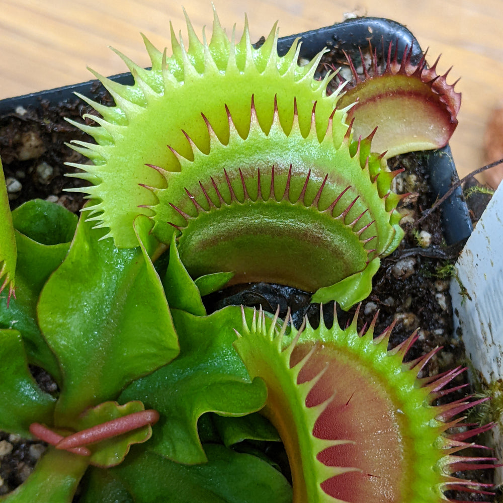 Venus Flytrap- Dionaea muscipula 'Flaming Lips'